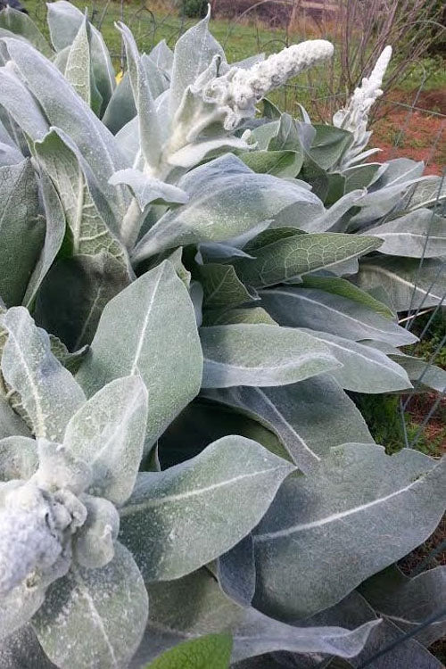  Giant Silver Mullien (Verbascum Bombyciferum) - 1 Gallon Pot
