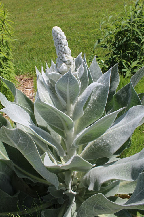  Giant Silver Mullien (Verbascum Bombyciferum) - 1 Gallon Pot