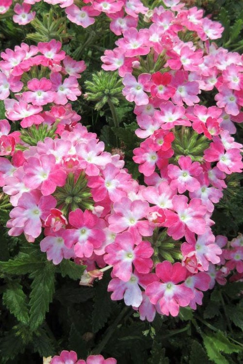  EnduraScape Pink Fizz Verbena - 10 Pack Of Pint Pots