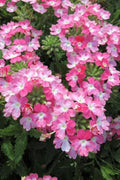  EnduraScape Pink Fizz Verbena - 10 Pack Of Pint Pots