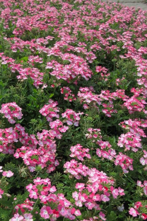  EnduraScape Pink Fizz Verbena - 10 Pack Of Pint Pots