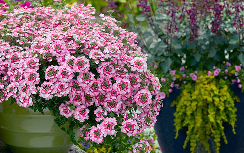  EnduraScape Pink Fizz Verbena - 10 Pack Of Pint Pots