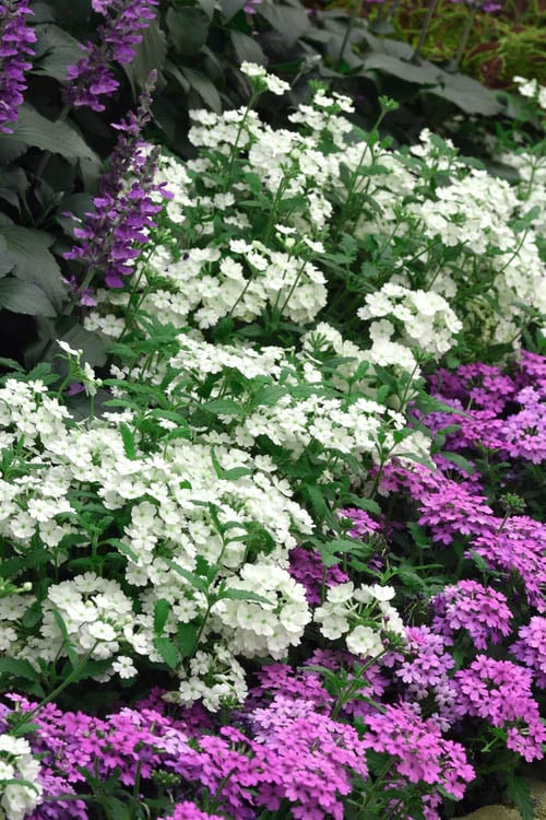  EnduraScape White Verbena - 5 Pack Of Pint Pots