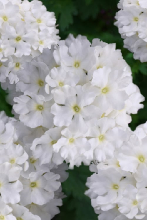  EnduraScape White Verbena - 5 Pack Of Pint Pots