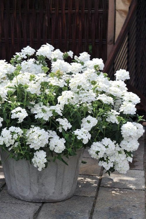  EnduraScape White Verbena - 5 Pack Of Pint Pots