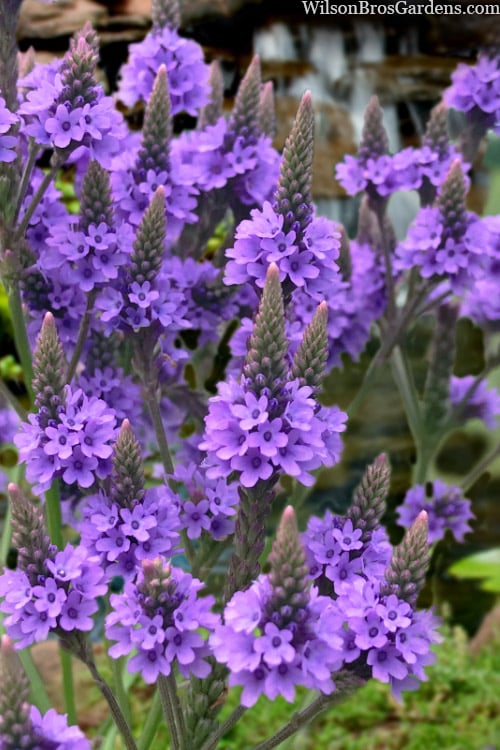  Swamp Verbena (Blue Vervain) - 1 Gallon Pot