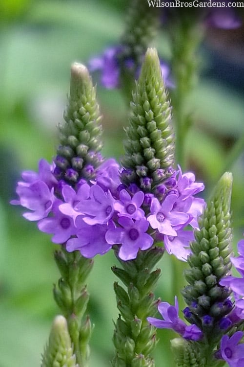  Swamp Verbena (Blue Vervain) - 1 Gallon Pot