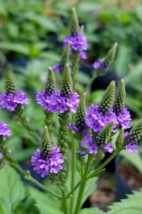  Swamp Verbena (Blue Vervain) - 1 Gallon Pot