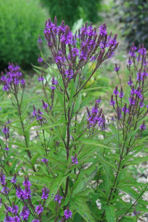  Swamp Verbena (Blue Vervain) - 1 Gallon Pot