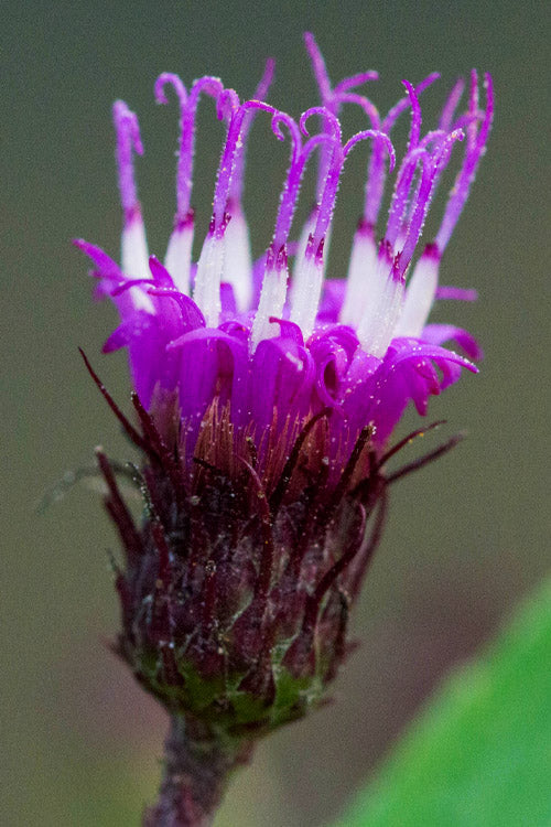  New York Ironweed (Vernonia Noveboracensis) - 8 Pack Of 1 Gallon Pots