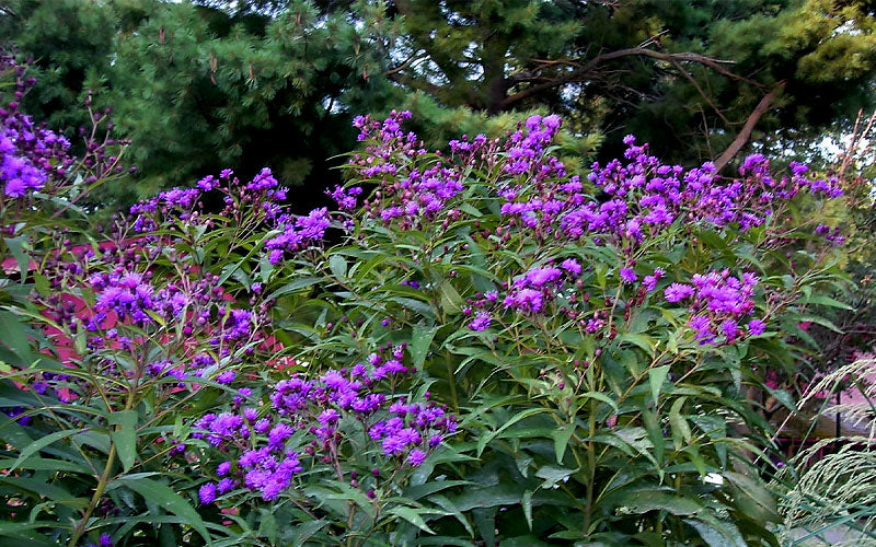  New York Ironweed (Vernonia Noveboracensis) - 6 Pack Of 1 Gallon Pots