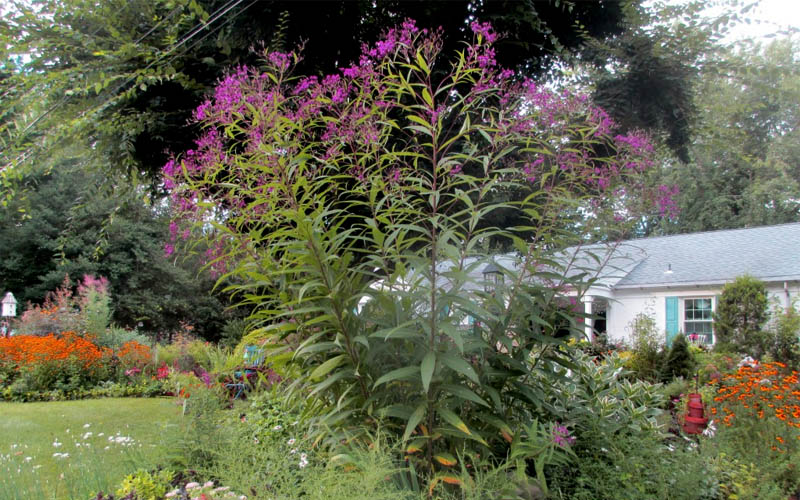  New York Ironweed (Vernonia Noveboracensis) - 8 Pack Of 1 Gallon Pots