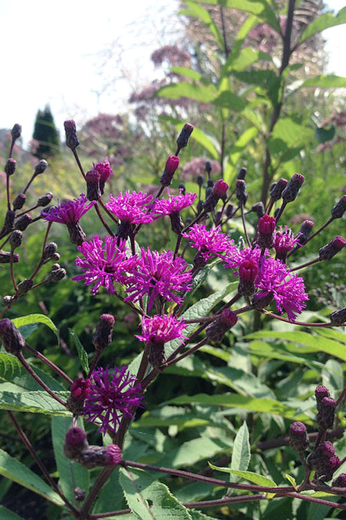  New York Ironweed (Vernonia Noveboracensis) - 6 Pack Of 1 Gallon Pots