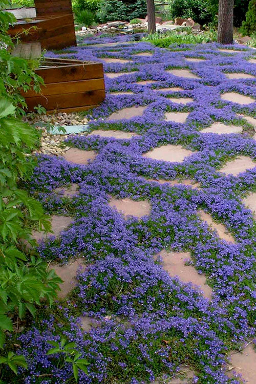  Turkish Blue Veronica (Creeping Speedwell) - 5 Pack Of Pint Pots