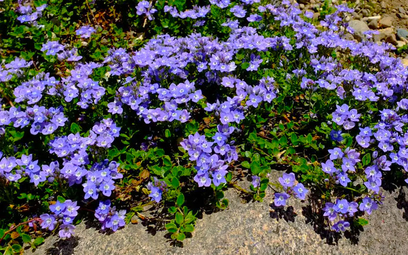  Turkish Blue Veronica (Creeping Speedwell) - 5 Pack Of Pint Pots