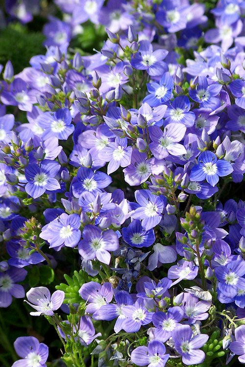  Turkish Blue Veronica (Creeping Speedwell) - 6 Pack Of Pint Pots