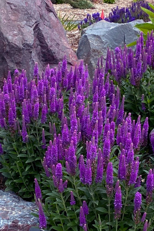  Perfectly Picasso Veronica (Speedwell) - 1 Gallon Pot