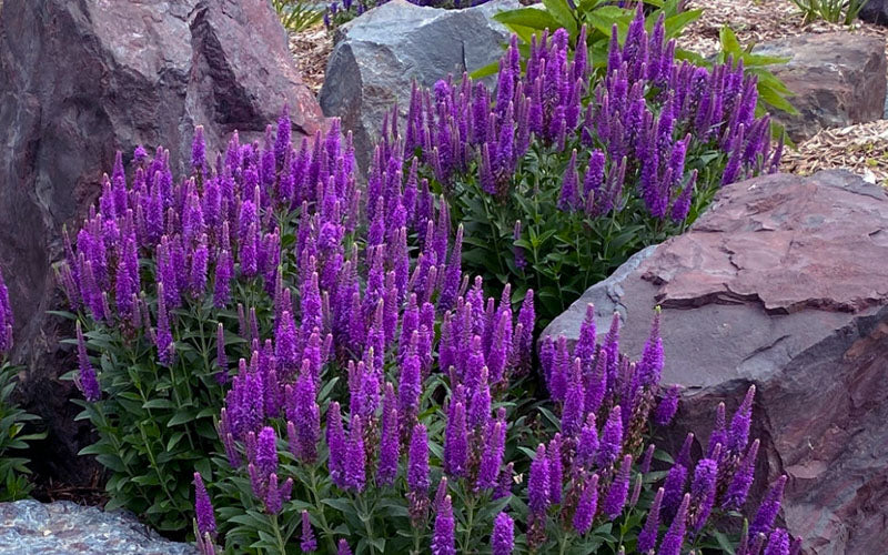  Perfectly Picasso Veronica (Speedwell) - 1 Gallon Pot