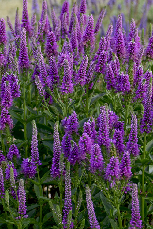 Perfectly Picasso Veronica (Speedwell) - 1 Gallon Pot