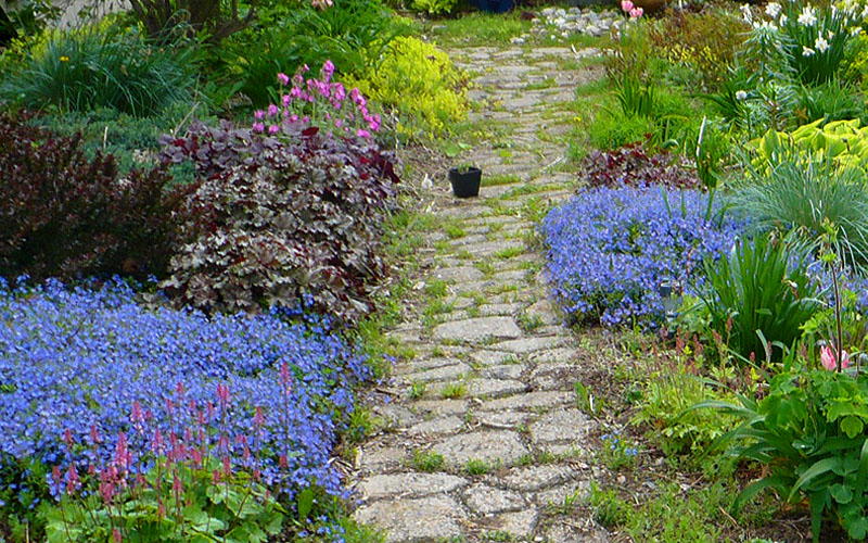  Georgia Blue Veronica Umbrosa - 10 Pack Of Pint Pots