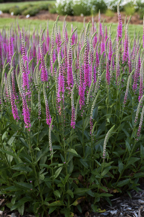  Perfectly Picasso Veronica (Speedwell) - 5 Pack Of Quart Pots