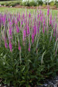  Perfectly Picasso Veronica (Speedwell) - 5 Pack Of Quart Pots