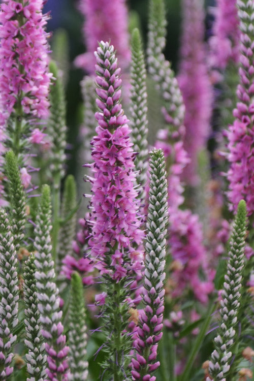  Perfectly Picasso Veronica (Speedwell) - 5 Pack Of Quart Pots