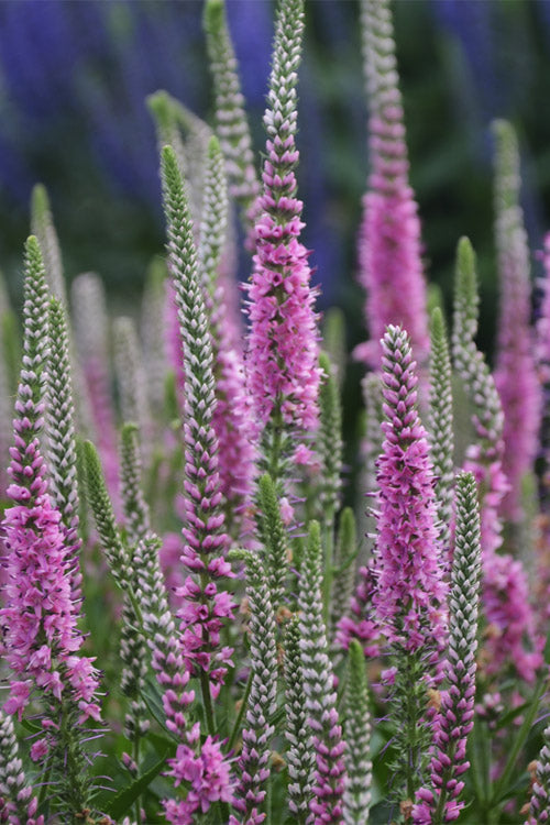  Perfectly Picasso Veronica (Speedwell) - 5 Pack Of Quart Pots