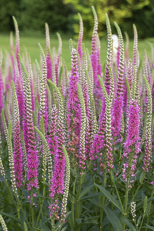  Perfectly Picasso Veronica (Speedwell) - 5 Pack Of Quart Pots