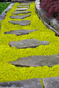  Sunshine Golden Creeping Veronica (Speedwell) - 6 Pack Of Pint Pots