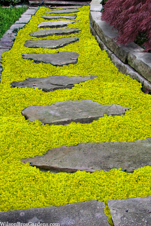  Sunshine Golden Creeping Veronica (Speedwell) - 6 Pack Of Pint Pots