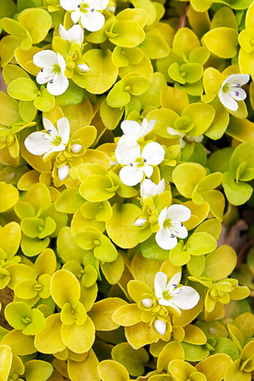  Sunshine Golden Creeping Veronica (Speedwell) - 6 Pack Of Pint Pots