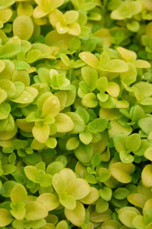  Sunshine Golden Creeping Veronica (Speedwell) - 6 Pack Of Pint Pots