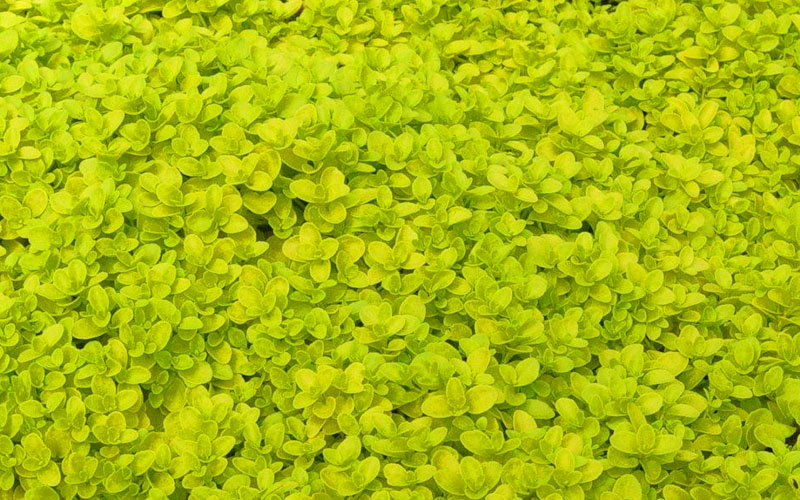  Sunshine Golden Creeping Veronica (Speedwell) - 6 Pack Of Pint Pots