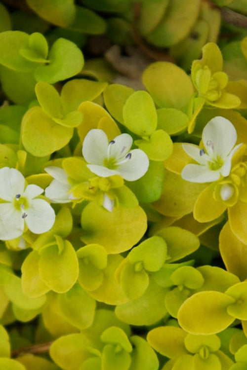 Sunshine Golden Creeping Veronica (Speedwell) - 6 Pack Of Pint Pots