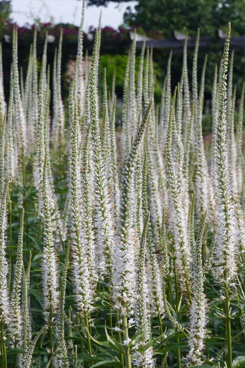  Culver's Root Veronicastrum - 1 Gallon Pot
