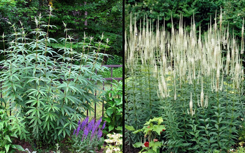  Culver's Root Veronicastrum - 1 Gallon Pot
