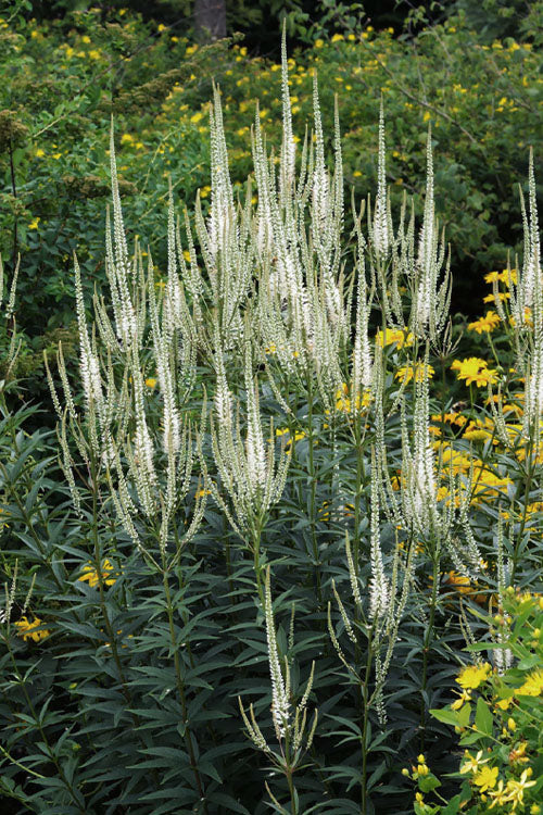  Culver's Root Veronicastrum - 6 Pack Of 1 Gallon Pots