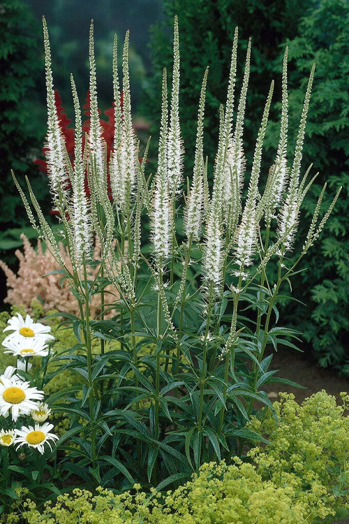  Culver's Root Veronicastrum - 1 Gallon Pot