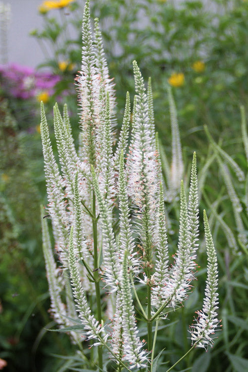  Culver's Root Veronicastrum - 1 Gallon Pot