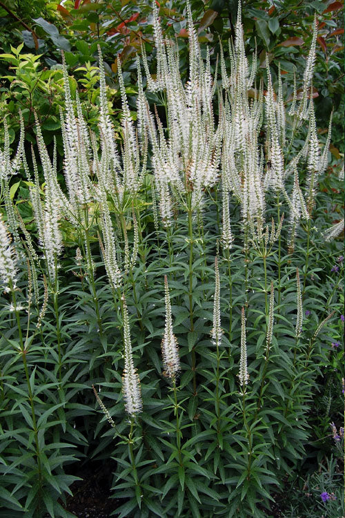  Culver's Root Veronicastrum - 6 Pack Of 1 Gallon Pots