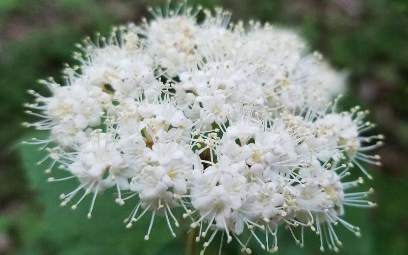  Maple LeafViburnum - 1 Gallon Pot