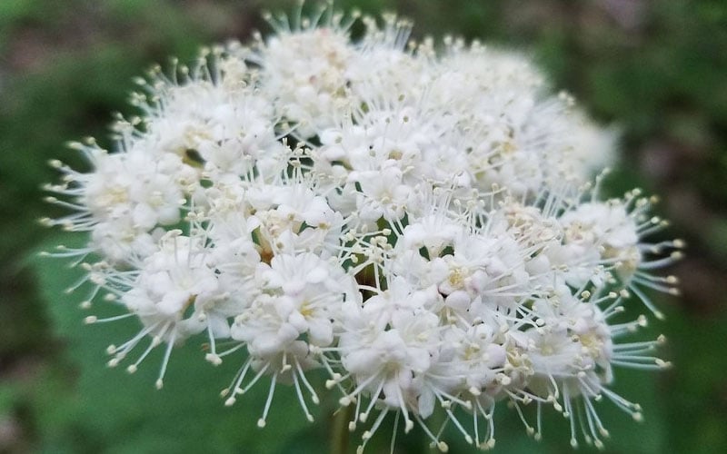  Maple Leaf Viburnum - 3 Gallon Pot