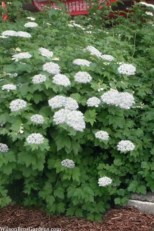  Maple Leaf Viburnum - 3 Gallon Pot