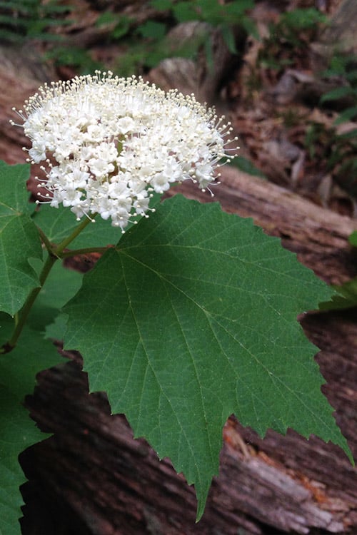  Maple Leaf Viburnum - 3 Pack Of 1.5 Quart Pots