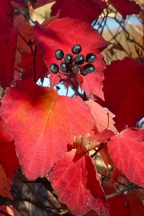  Maple Leaf Viburnum - 3 Pack Of 1.5 Quart Pots