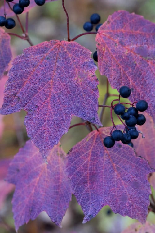  Maple Leaf Viburnum - 3 Gallon Pot