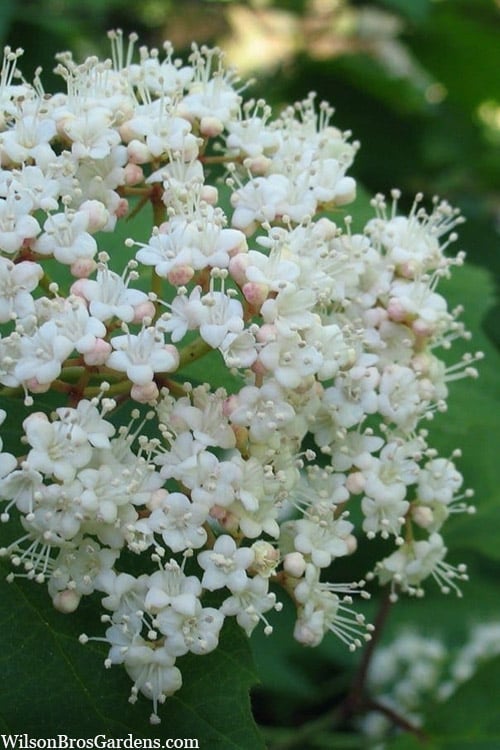  Maple Leaf Viburnum - 3 Gallon Pot