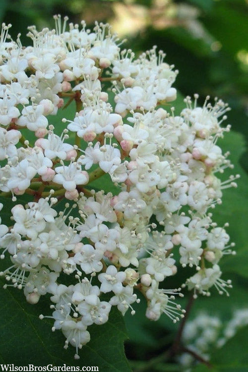  Maple LeafViburnum - 1 Gallon Pot