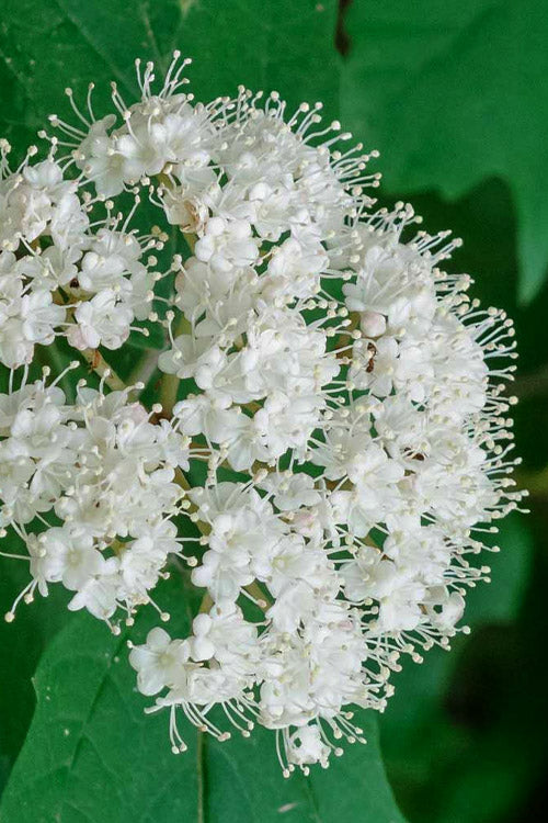  Maple LeafViburnum - 3 Gallon Pot